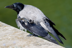 Crow on the border of a lake